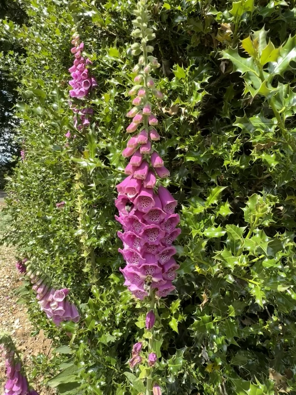 An image of some conical purple flowers and a bumblebee flitting back and forth in a holly bush hedge.